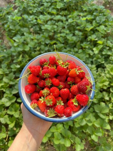 pexels-meryem-oztepe-575573221-18354717 (1)