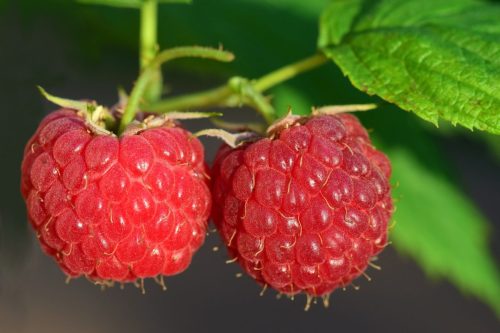 raspberries-3454504 1280-1
