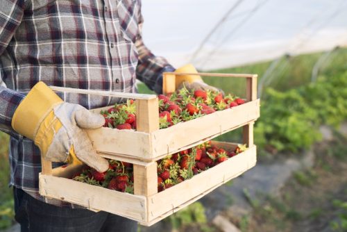 Unrecognizable farmer in casual clothing carrying crate full of freshly harvested strawberries.